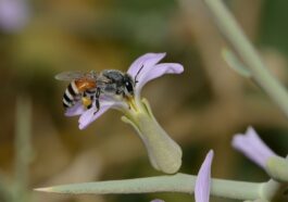 Die Thai-Honigbiene - Lebenskünstler im tropischen Regenwald