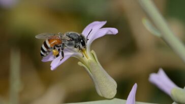 Die Thai-Honigbiene - Lebenskünstler im tropischen Regenwald