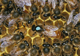 Die Dunkle Europäische Honigbiene (Apis mellifera mellifera) - Einheimisch und gefährdet