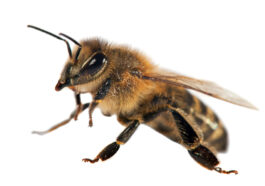 Die Westliche Honigbiene (Apis mellifera) - Die bekannteste Honigbienenart der Welt