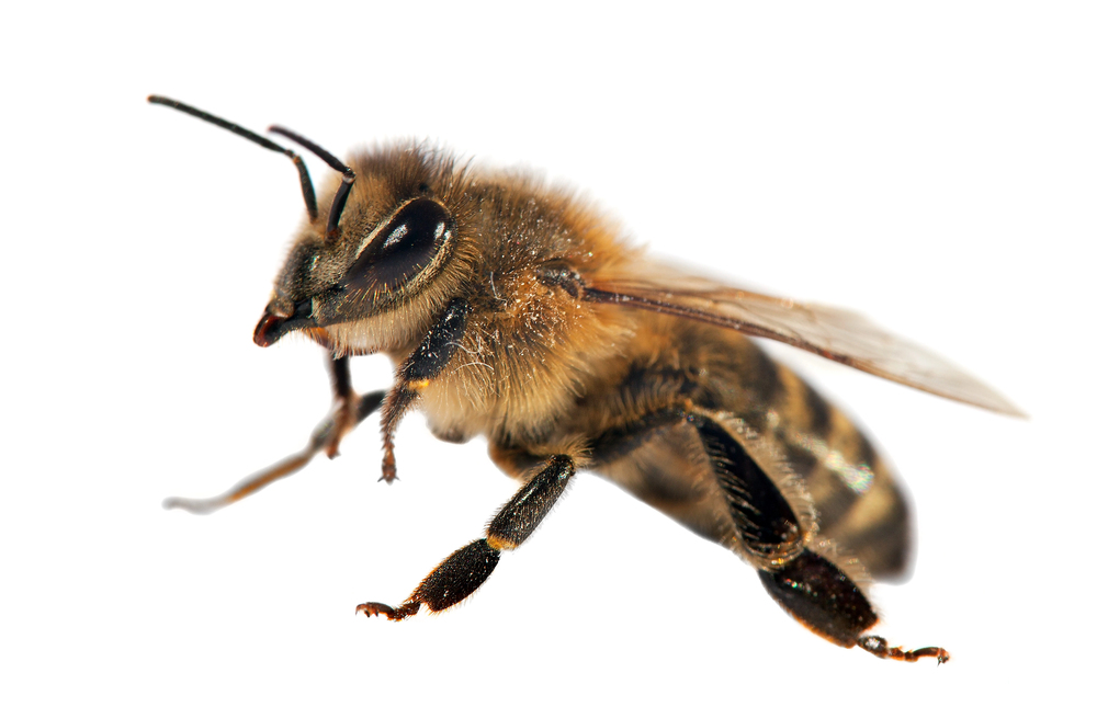 Die Westliche Honigbiene (Apis mellifera) - Die bekannteste Honigbienenart der Welt