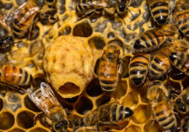 Die Östliche Honigbiene (Apis cerana) - Anpassung an das Leben in Asien