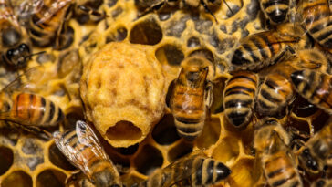 Die Östliche Honigbiene (Apis cerana) - Anpassung an das Leben in Asien