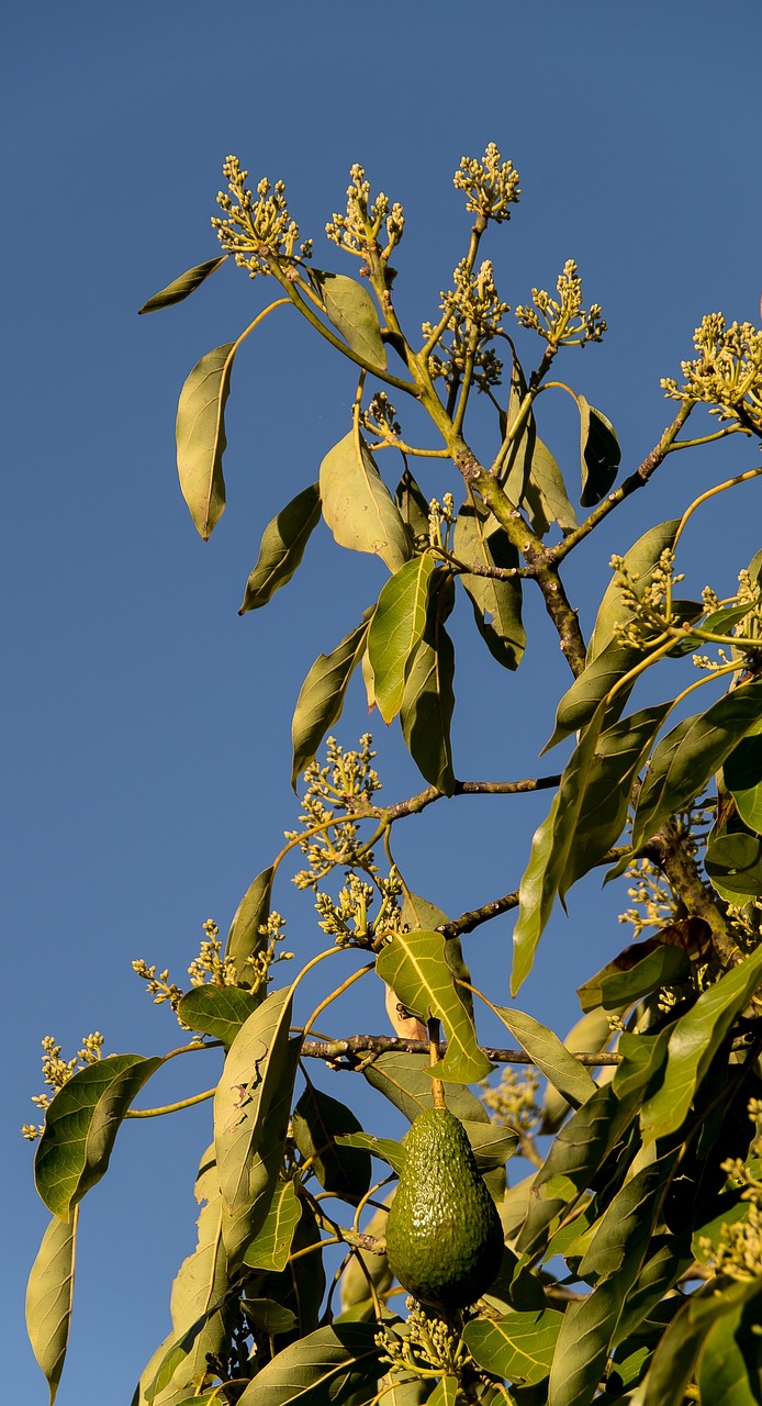 Avocadohonig - Dunkel, exotisch und überraschend vielseitig