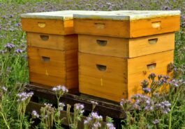 Bienenhaltung für Anfänger - Der Einstieg in die Imkerei