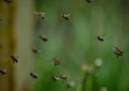 Mythen und Fakten über Honig und Bienen - Was stimmt wirklich?