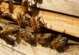 Wie Honigbienen mit Gefahren umgehen - Fressfeinde und Klimawandel