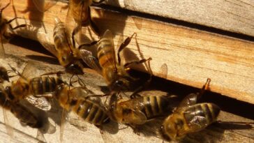 Wie Honigbienen mit Gefahren umgehen - Fressfeinde und Klimawandel