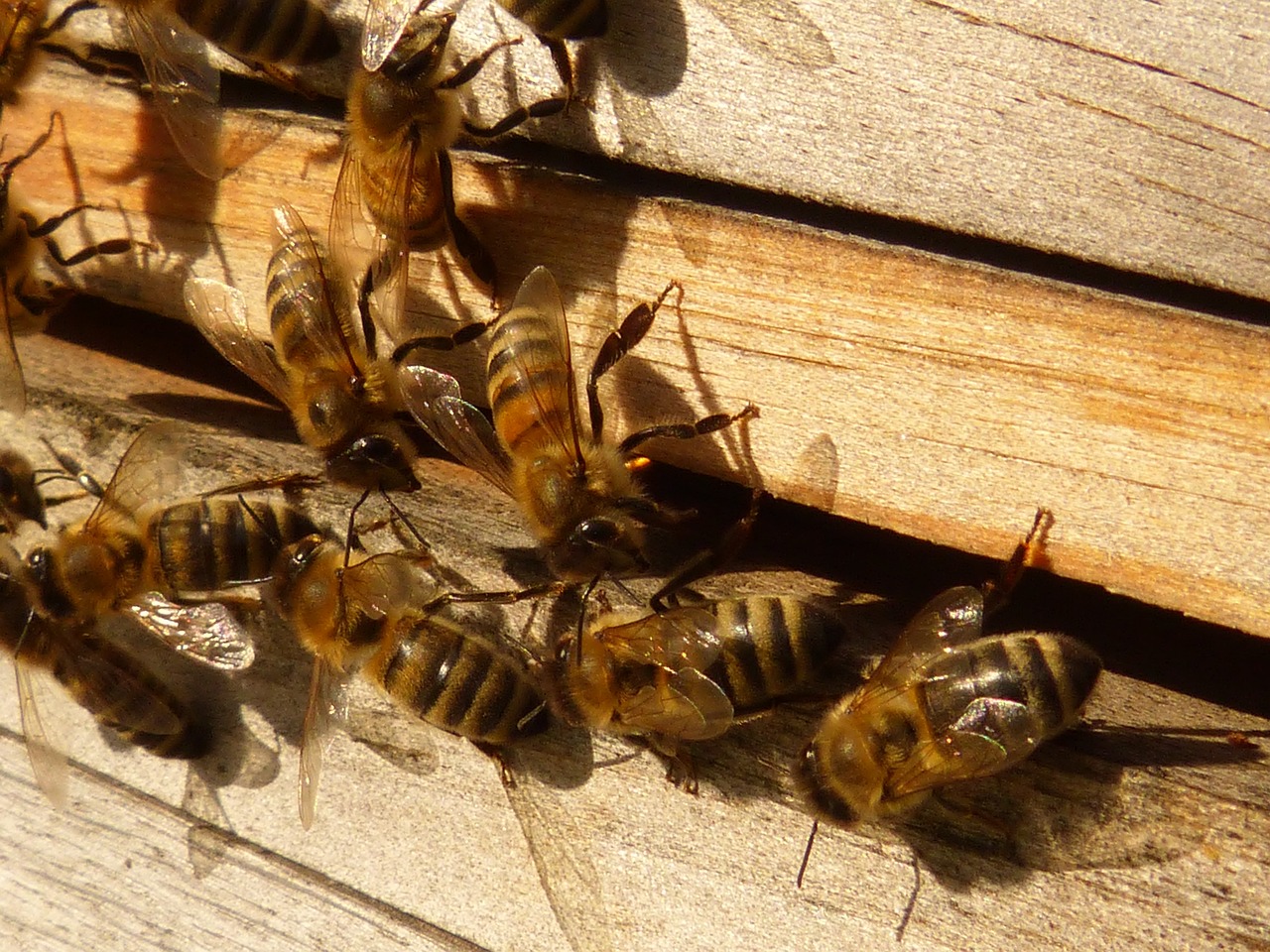 Wie Honigbienen mit Gefahren umgehen - Fressfeinde und Klimawandel