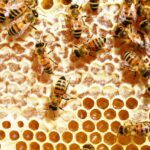 Die faszinierende Welt der Honigbienen - Einblicke in ihren Alltag