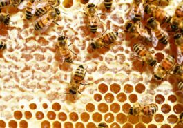 Die faszinierende Welt der Honigbienen - Einblicke in ihren Alltag