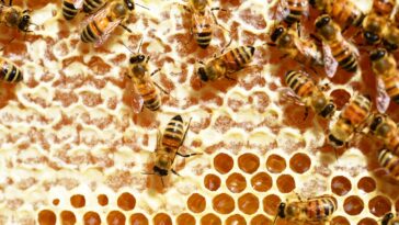 Die faszinierende Welt der Honigbienen - Einblicke in ihren Alltag