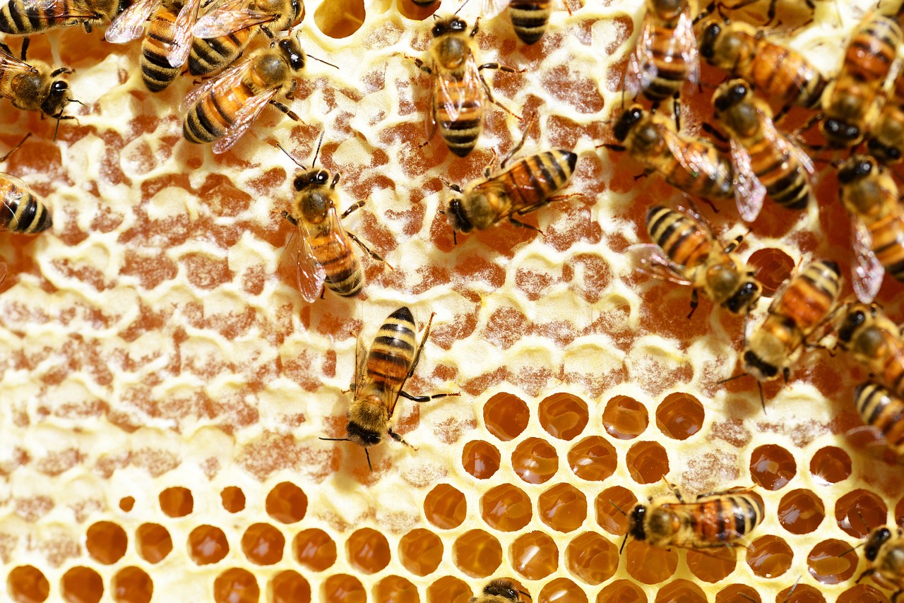 Die faszinierende Welt der Honigbienen - Einblicke in ihren Alltag