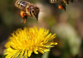 Bienen und Bestäubung - Warum sie für die Landwirtschaft unverzichtbar sind