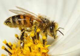 Bienen und Bestäubung - Warum sie für die Landwirtschaft unverzichtbar sind
