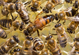 Die Buckfast-Biene - Eine Hybridbiene mit besonderen Eigenschaften