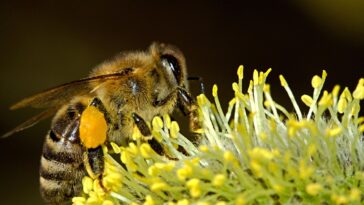 Die Bedeutung der Honigbiene für unser Ökosystem