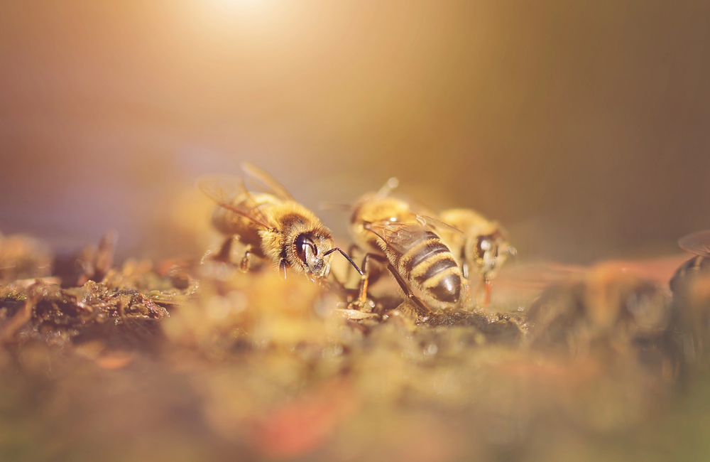 Bienenpatenschaften - Wie Sie aktiv zum Schutz der Honigbiene beitragen können