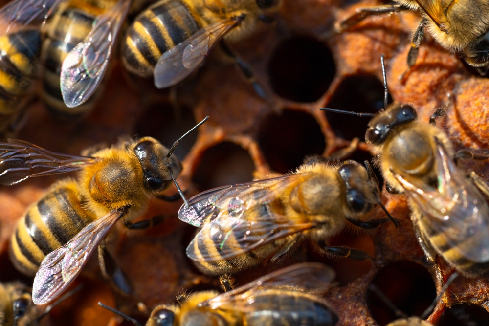 Königin, Arbeiterinnen und Drohnen - Die Aufgabenverteilung im Bienenstock