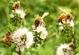 Mythen und Fakten über Honig und Bienen - Was stimmt wirklich?