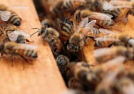 Königin, Arbeiterinnen und Drohnen - Die Aufgabenverteilung im Bienenstock