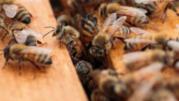 Königin, Arbeiterinnen und Drohnen - Die Aufgabenverteilung im Bienenstock