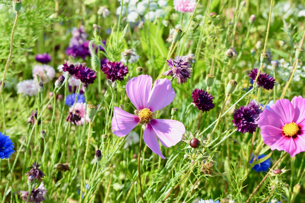 Die Bedeutung von Blütenvielfalt für Honigbienen