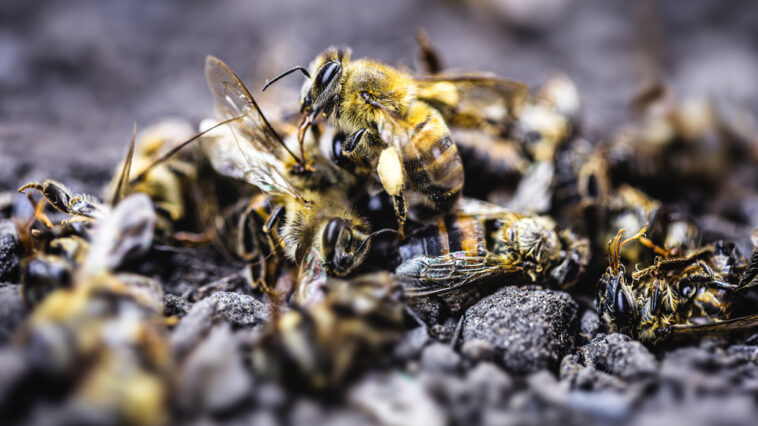 Der Einfluss von Pestiziden und Monokulturen auf die Bienenwelt