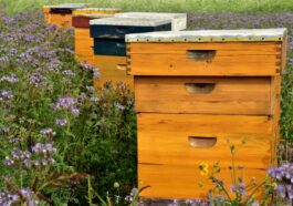 Nachhaltigkeit in der Imkerpraxis - Wie man Bienen und Umwelt schützt