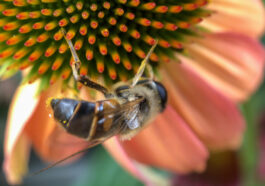 Die Indische Honigbiene (Apis indica) - Heimisch auf dem indischen Subkontinent