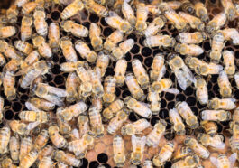 Die Italienische Honigbiene (Apis mellifera ligustica) - Beliebt bei Imkern weltweit