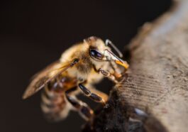 Die Jemenitische Honigbiene - Traditionelle Bienenhaltung im Nahen Osten