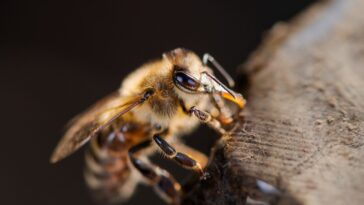 Die Jemenitische Honigbiene - Traditionelle Bienenhaltung im Nahen Osten