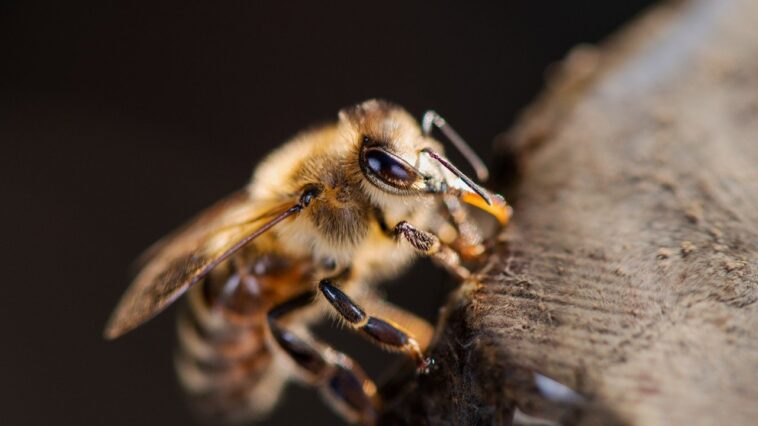 Die Jemenitische Honigbiene - Traditionelle Bienenhaltung im Nahen Osten