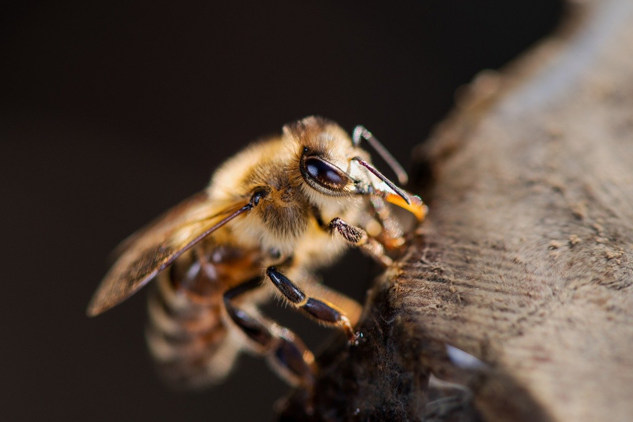 Die Jemenitische Honigbiene - Traditionelle Bienenhaltung im Nahen Osten