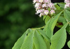 Kastanienhonig - Kräftig im Geschmack und gesund für den Körper