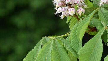 Kastanienhonig - Kräftig im Geschmack und gesund für den Körper