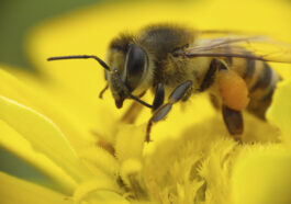 Die Kaukasische Honigbiene - Spezialistin für Propolis-Produktion