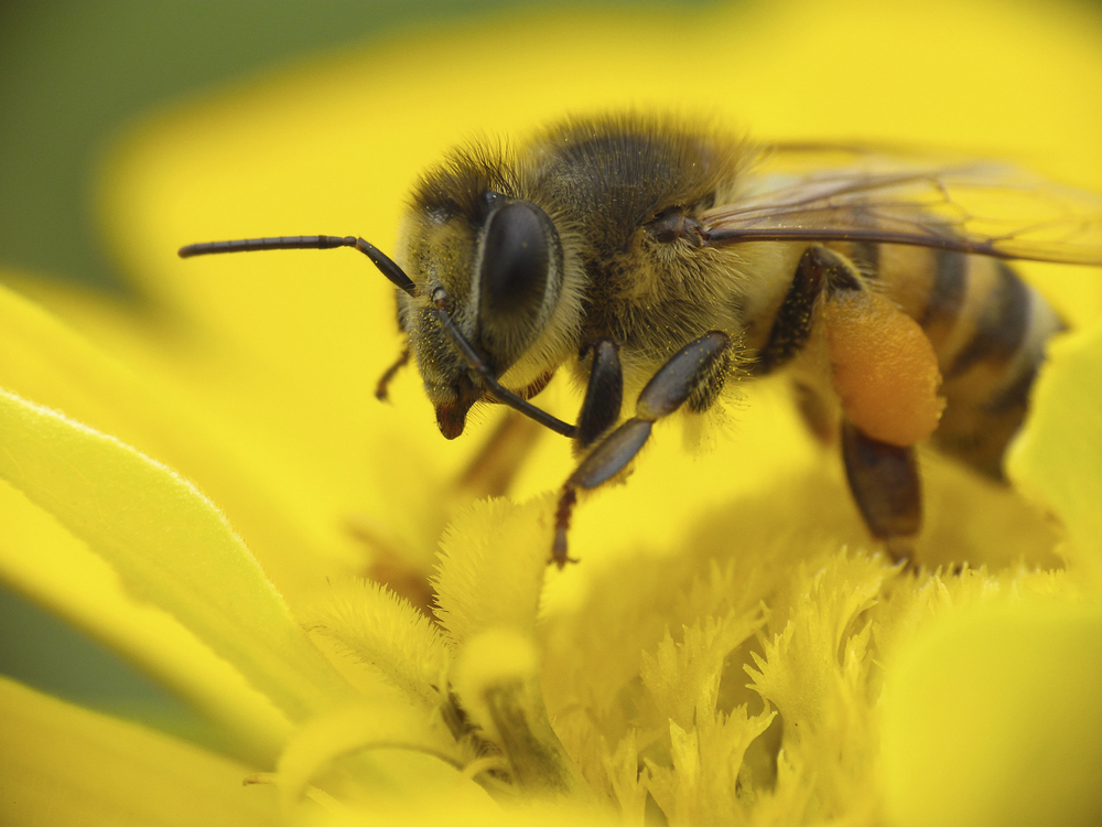 Die Kaukasische Honigbiene - Spezialistin für Propolis-Produktion