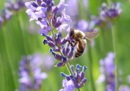 Lavendelhonig - Mediterranes Aroma aus der Provence