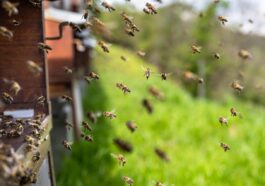 Bienenpatenschaften - Wie Sie aktiv zum Schutz der Honigbiene beitragen können