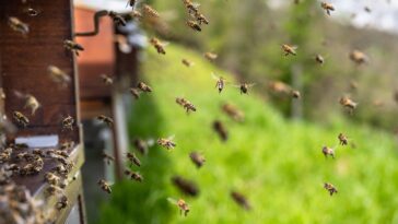 Bienenpatenschaften - Wie Sie aktiv zum Schutz der Honigbiene beitragen können