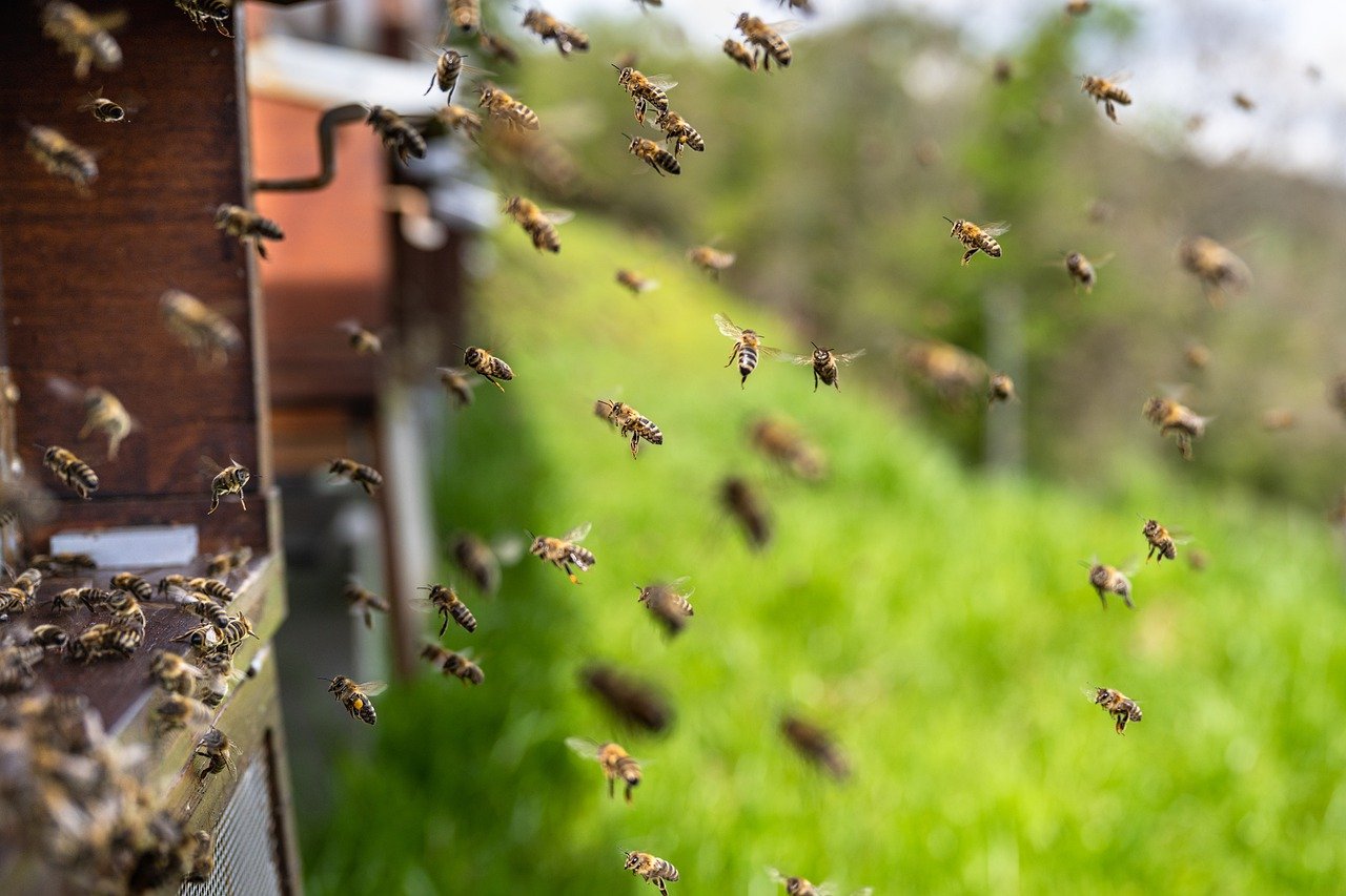 Bienenpatenschaften - Wie Sie aktiv zum Schutz der Honigbiene beitragen können