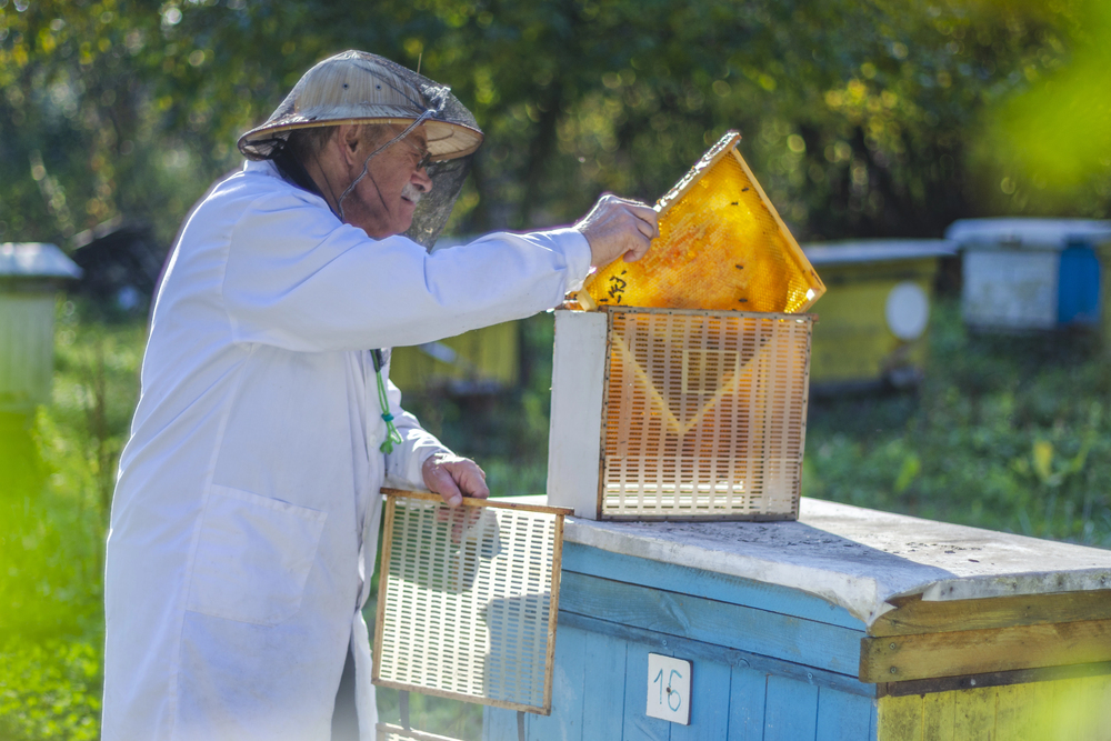 Bienenpflege im Jahresverlauf - Aufgaben und Herausforderungen in der Imkerpraxis