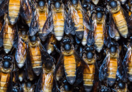 Die Riesenhonigbiene (Apis dorsata) - Wildlebend und imposant