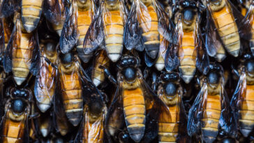 Die Riesenhonigbiene (Apis dorsata) - Wildlebend und imposant