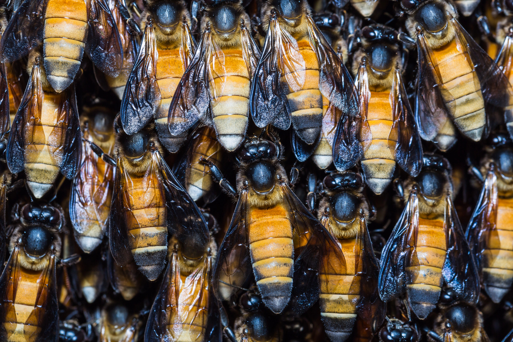 Die Riesenhonigbiene (Apis dorsata) - Wildlebend und imposant