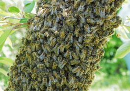 Schwarmkontrolle in der Imkerpraxis - Wie man Bienenverluste vermeidet
