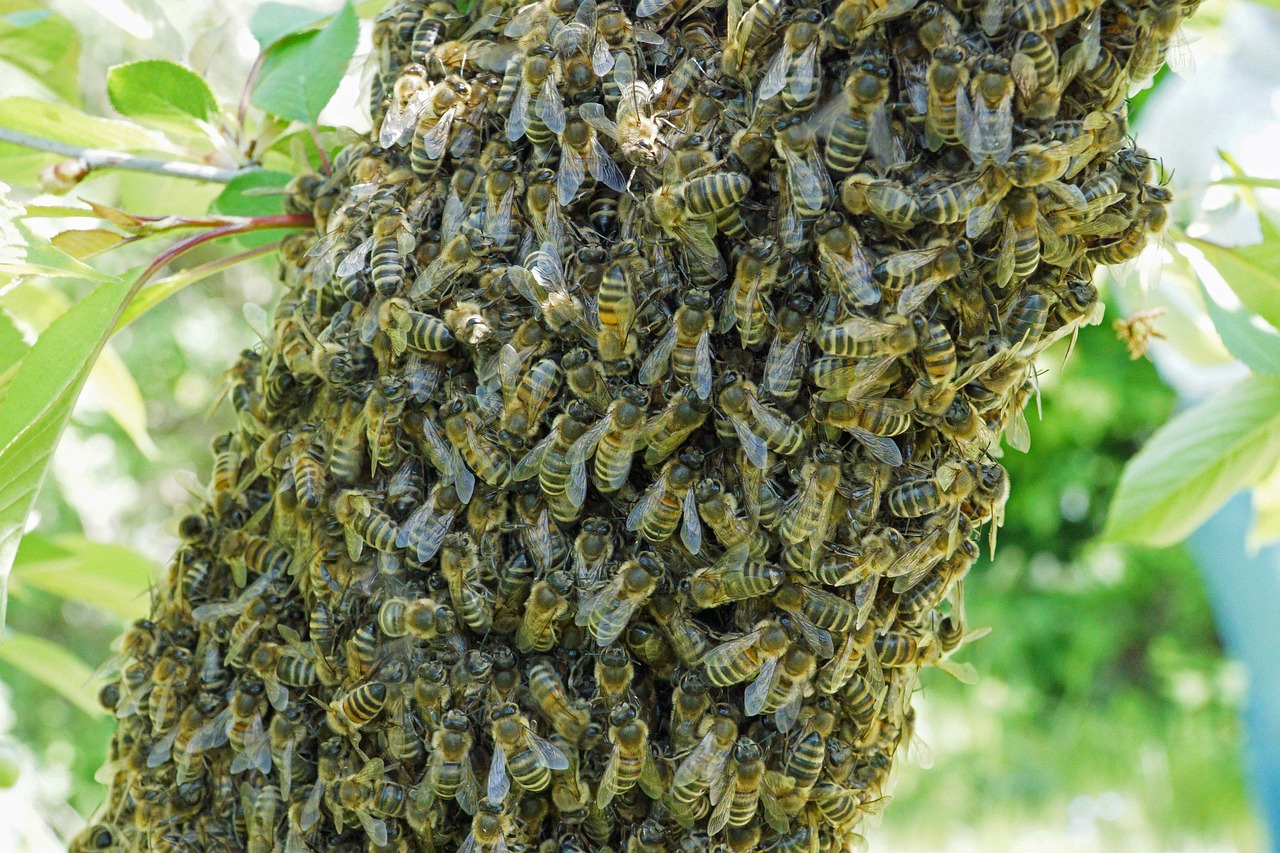 Schwarmkontrolle in der Imkerpraxis - Wie man Bienenverluste vermeidet