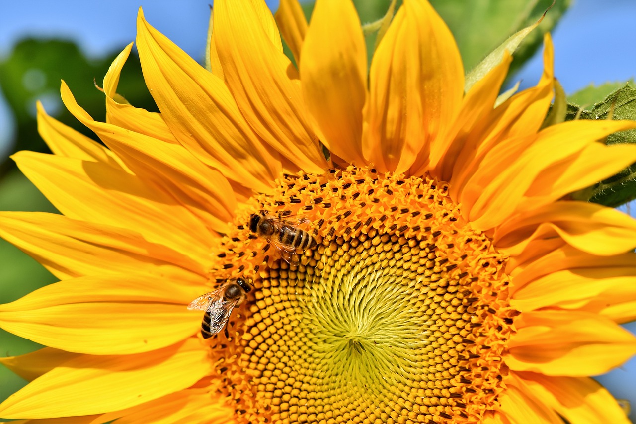 Sonnenblumenhonig - Goldgelb und sommerlich im Geschmack